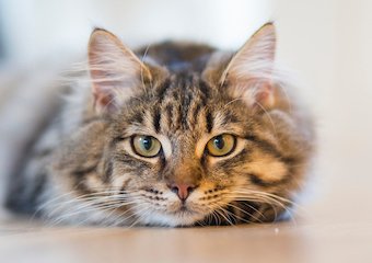 10 Best Cat Toothbrushes in 2026