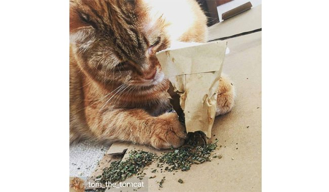 Cat FurNature Extra Strong Catnip
