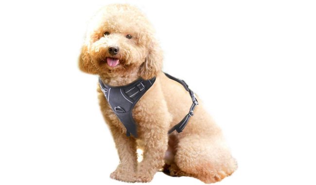 Rabbitgoo No Pull Dog Harness