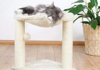10 Best Cat Scratching Posts in 2026