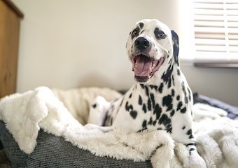 10 Best Indestructible Dog Beds in 2026