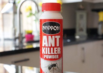 7 Best Ant-Killers in 2026