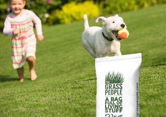 9 Best Grass Seeds in 2026