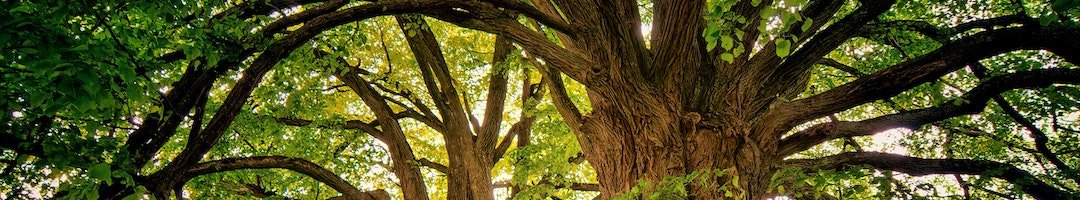 two-brown-trees-1632790 3