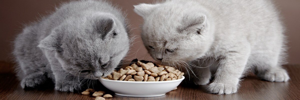 What Do Cats Eat