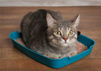 How Often To Change Cat Litter