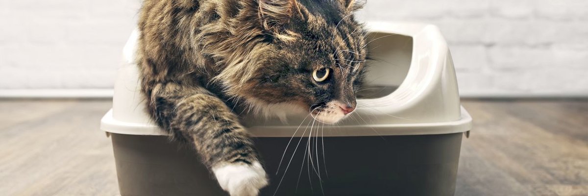 How Often To Change Cat Litter Image 1