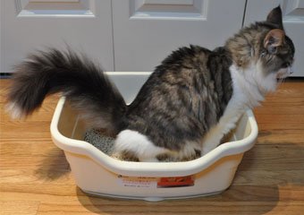 How To Litter Train A Cat