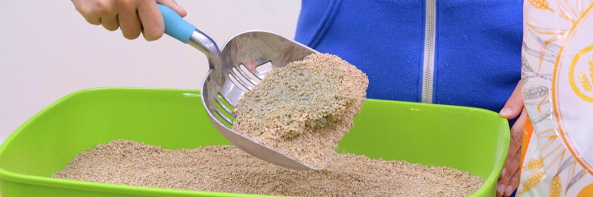 How To Stop Cat Litter From Smelling Image 1