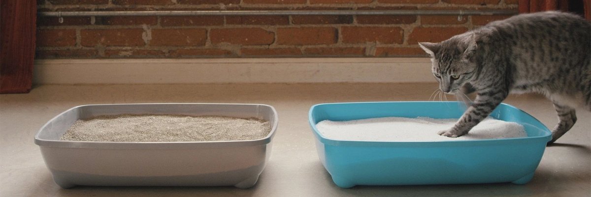 How to Dispose of Cat Litter Image 1